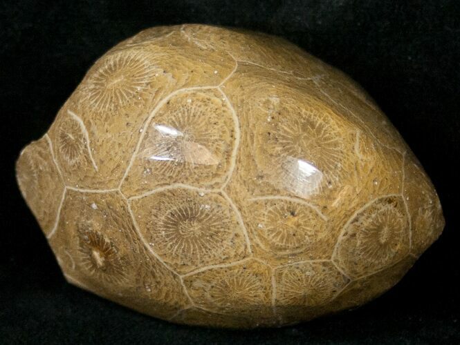 Polished Fossil Coral Head - Morocco #16386